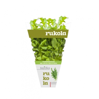 rukola
