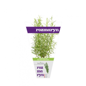 rozmaryn
