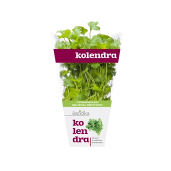 kolendra